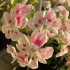 Pelargonium 'Unicorn Bride' - Pelargoon 'Unicorn Bride' P9/0,55L